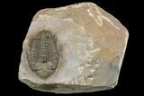 Metacanthina Trilobite - Lghaft, Morocco #153897-1